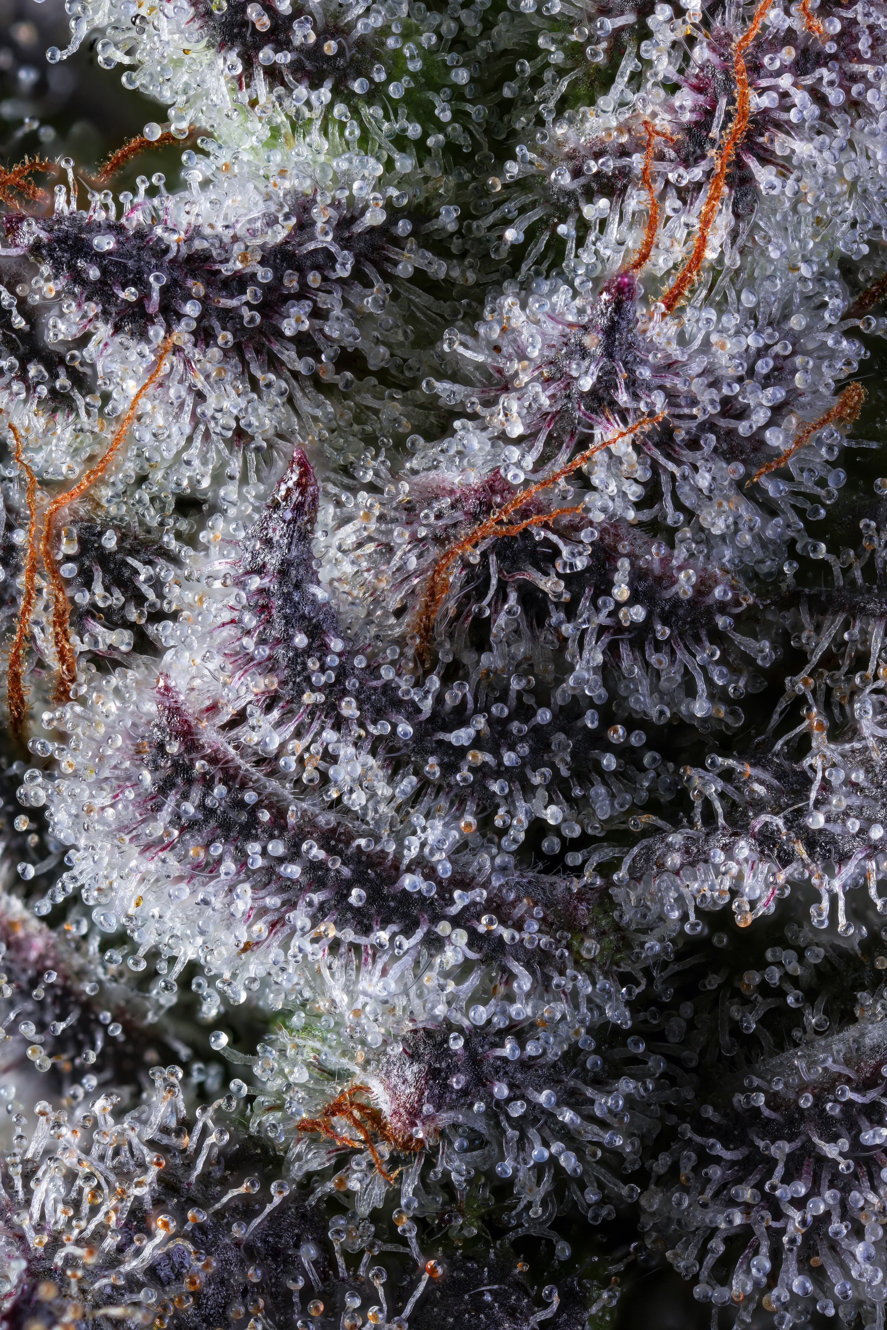 In a photo taken through a microscope, tiny bubble-like structures glisten on top of a plant.  